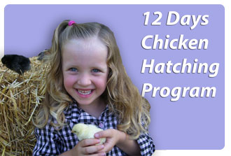 12 Days Chicken Hatching Program