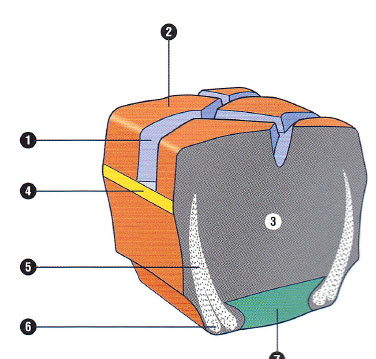 Cross Section of Cushion Tyre